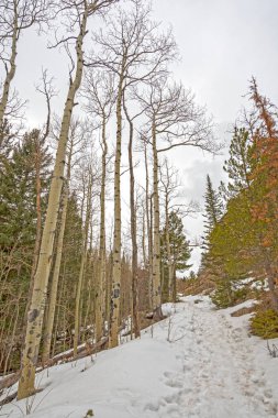 Kar dağ izi erken ilkbaharda Rocky Dağı Milli Parkı'nda Colorado kaplı