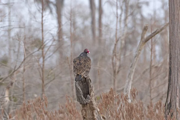 Türkiye'de bir ağacın içinde Stephen C Foster State Park Gürcistan'daki dinlenme akbaba