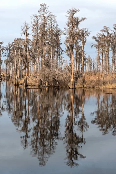 Cypress Reflektioner Södra Bayou Längs Den Långsamma Rörelse Suwannee River — Stockfoto