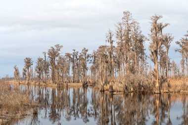 Cypress Grove Güney Bayou yavaş hareket Suwannee Nehri boyunca Stephen C. Foster State Parkı'Gürcistan ' daki Okefenokee bataklıkta üzerinde
