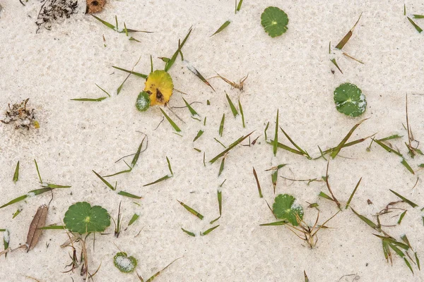 リモートのビーチ フロリダのハゲ ポイント州立公園で砂の詳細 — ストック写真