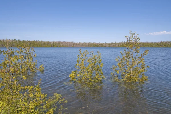 Bomen Een Overstroomd Marr Lake Bruce Peninsula National Park Ontario — Stockfoto