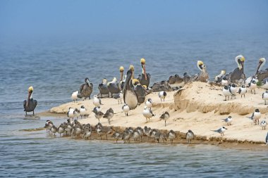 Pelikan ve diğer kıyıya kuşlar Sandy yarımada Florida kel Point Devlet Parkı içinde