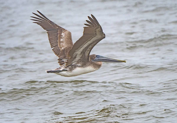 Juvenile Brown Pelican Flight Bald Point State Park Florida — Stock Photo, Image