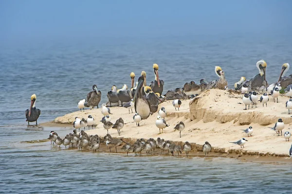 Pelikany Inne Ptaki Wybrzeża Półwyspie Sandy Bald Punkt State Park — Zdjęcie stockowe