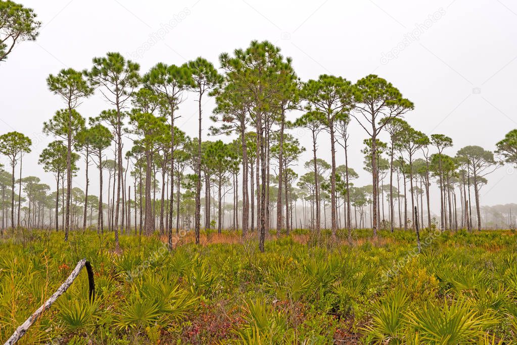 Slash Pine Trees on a Foggy Coast in Blad Point State Park in Florida