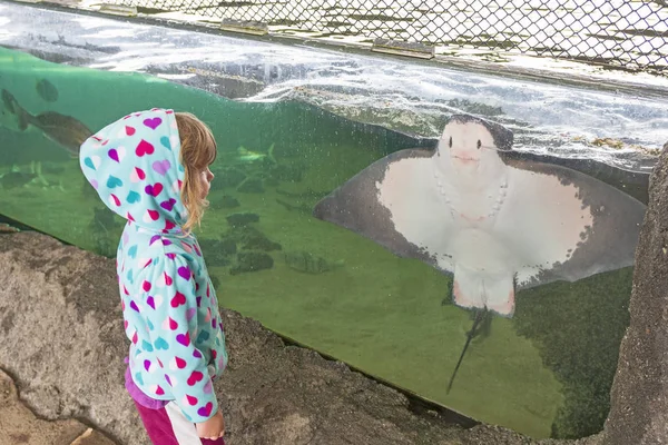 Mała Dziewczynka Ogląda Ray Bat Żywych Wybrzeża Discovery Center San — Zdjęcie stockowe