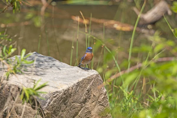 Δυτική Bluebird Μια Προεξοχή Βράχου Στην Αποστολή Λόφους Περιφερειακό Πάρκο — Φωτογραφία Αρχείου