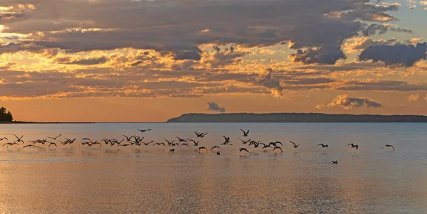 Gaviotas Marinas Despegando Hacia Atardecer Lago Michigan Cerca Dunas Del —  Fotos de Stock