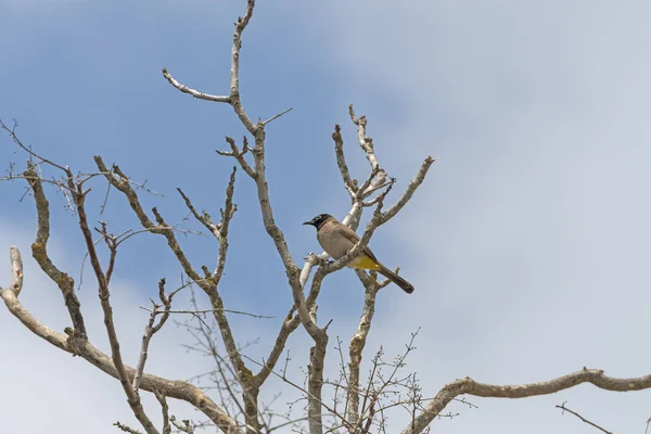 Λευκό Διοπροφόρος Bulbul Ένα Δέντρο Στο Ισραήλ — Φωτογραφία Αρχείου