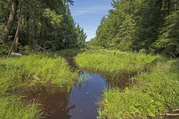 安大略省的基拉尼省公园北树林里的寂静溪流 — 图库照片