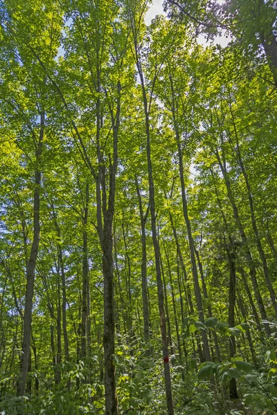 Olhando Para Cima Floresta Verão Killarney Provincial Park Ontário Canadá — Fotografia de Stock