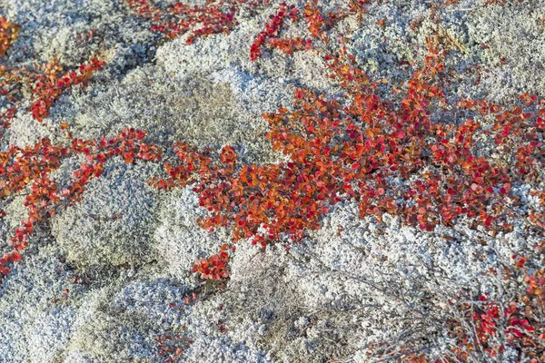 Arktické Willow Barvách Podzimu Poblíž Eqip Sermia Grónsku — Stock fotografie