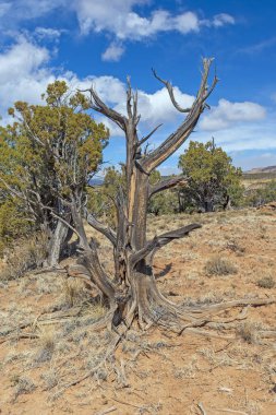 Boğumlu Mesquite gövde yüksek çölde Escalante Petrifired orman Devlet Parkı'Utah
