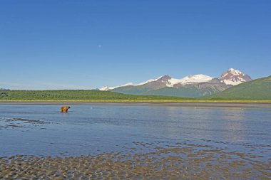 Hallo Bay Katmai Milli Parkı'nda Alaska Alaska Wilderness ayı