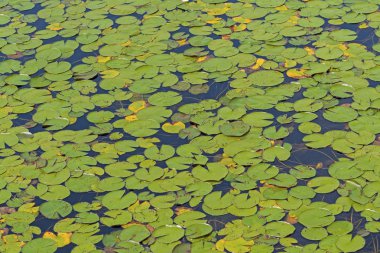 Zambak yastıkları Killarney Provincial Park Ontario bir uzaktan kızılcık bataklık gölde kapsayan