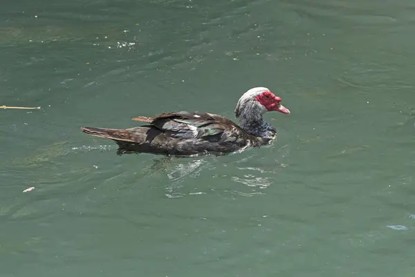 Pato Muscovy Local Bayou Rio Jordão Israel — Fotografia de Stock