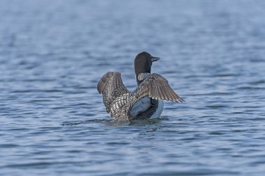 Ottertrack Gölü Quetico Provinciial parkta Ontario görüntülemek loon
