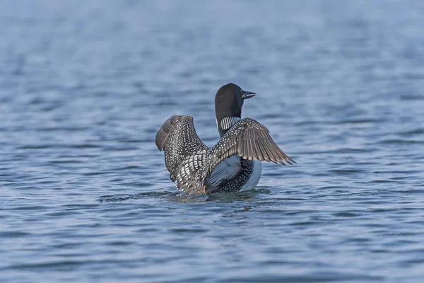 Loon Displaying Ottertrack Lake Quetico Provinciial Park Ontario — Stock Photo, Image