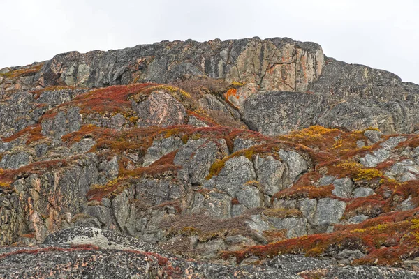 Falaises Arctiques Couleurs Automnales Dans Toundra Près Ilulissat Groenland — Photo