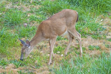 Blacktail Washington Olimpiyat Yarımadası çayırda besleme geyik