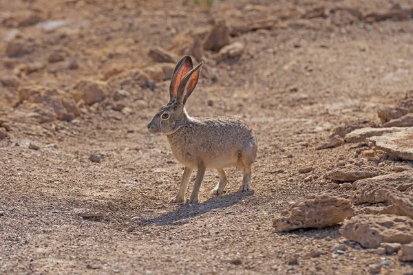 Conejo Cola Negra Desierto Ash Meadows National Wildlife Refuge Nevada — Foto de Stock