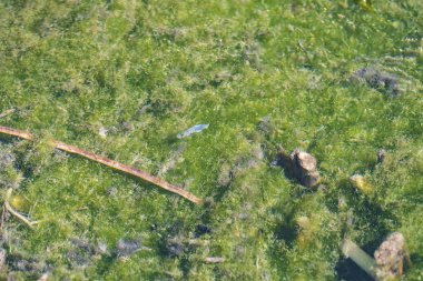 Çöl Pupfish kül Meadows Milli Yaban hayatı Sığınağı Nevada'da bir havuzda