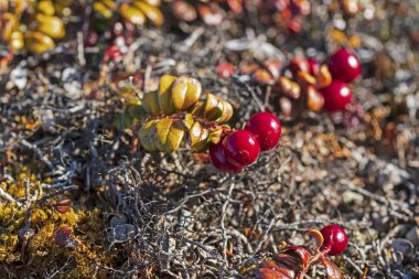 Bearberries Itilleq, Grönland yakınlarında Arctic sonbaharda