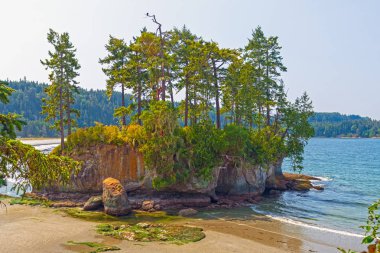 Yeşil kıyı Adası'nda düşük gelgit tuz Creek rekreasyon alanı Washington, Olimpiyat Yarımada'nın kıyısında