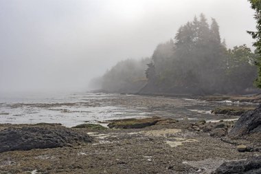 Sabah sis ve düşük Tide tuz Creek rekreasyon alanı Washington, Olimpiyat Yarımada'nın kıyısında