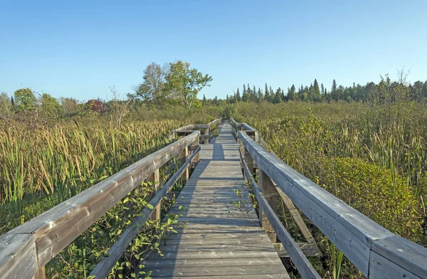 Drewniana Kładka Prowadząca Puszczy Bog Samuel Champlain Provincial Park Ontario — Zdjęcie stockowe