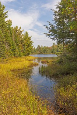 Ontario 'daki Algonquin İl Parkı' ndaki Peck Gölü 'nün Çimenli Koyu