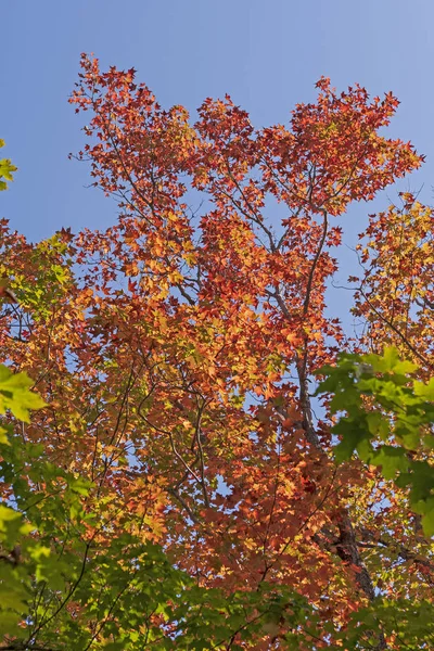 Záblesk Barvy Baldachýnu Podzimu Provinčním Parku Algonquin Ontariu — Stock fotografie