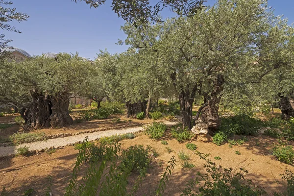 Oliviers Dans Jardin Gethsémani Près Jérusalem Israël — Photo