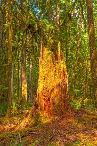 Pień Drzewa Pokryte Moss Umiarkowany Deszcz Lasu Pobliżu Jeziora Crescent — Zdjęcie stockowe