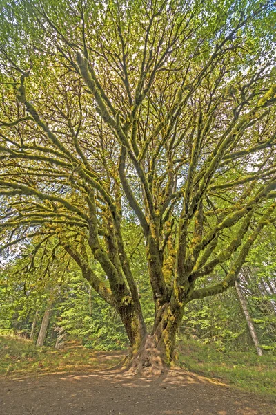Charakterystyczny Klon Bigleaf Słoneczny Dzień Lesie Deszczowym Parku Narodowym Olympic — Zdjęcie stockowe