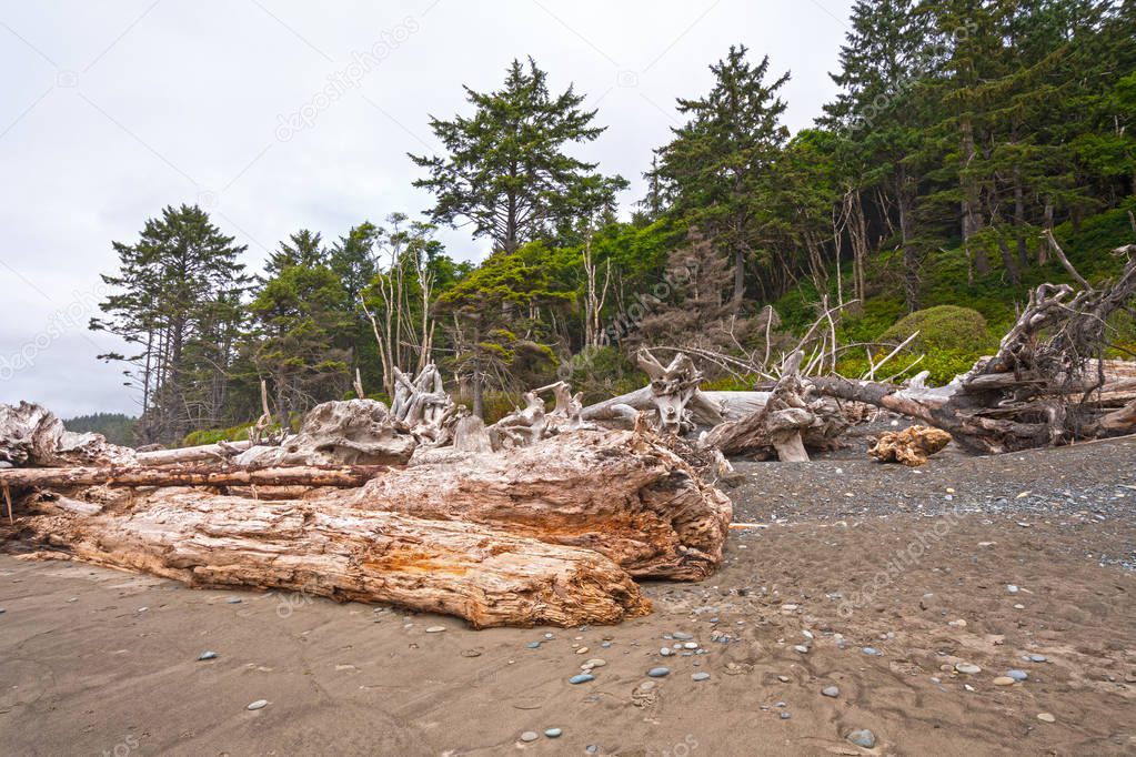 Massive Logs and Windblown Trees on the Coast on Rialton Beach in Olympic National park in Washington