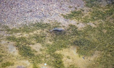 Pupfish tuz Creek Kaliforniya'da Ölüm Vadisi Milli Parkı içinde çöl