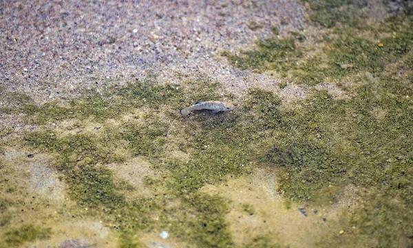 Pupfish tuz Creek Kaliforniya'da Ölüm Vadisi Milli Parkı içinde çöl
