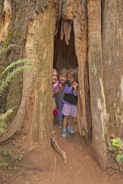 ワシントンのオリンピック国立公園の木の幹に隠れている3人の若い女の子 — ストック写真