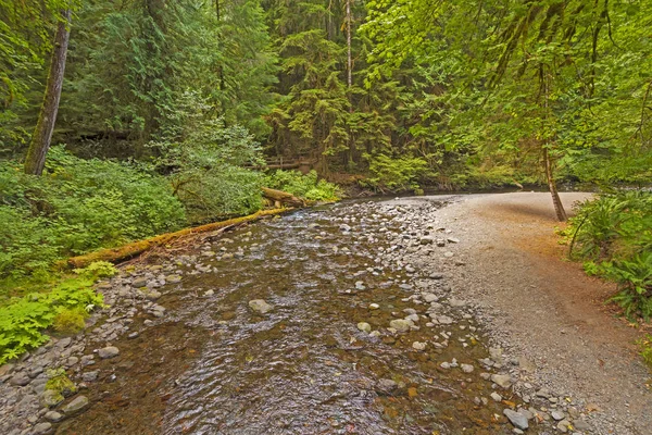 Falls Creek Bosque Lluvioso Templado Parque Nacional Olímpico Washington —  Fotos de Stock