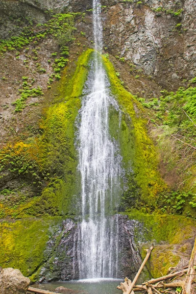 Die Grünen Marymere Fälle Einem Gemäßigten Regenwald Olympic National Park — Stockfoto