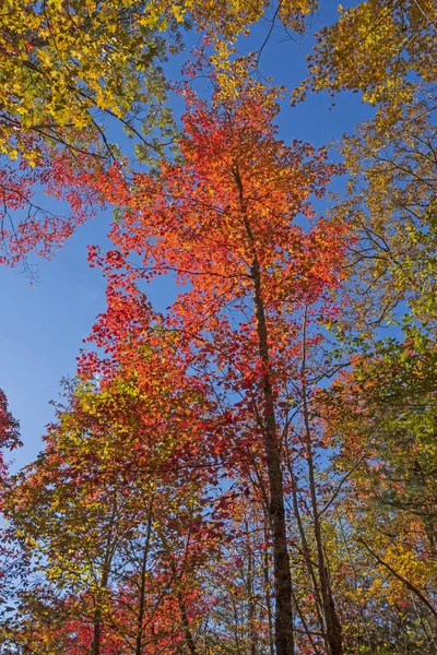 壮观的红枫树在秋天在坎伯兰沟国家公园在肯塔基州 — 图库照片