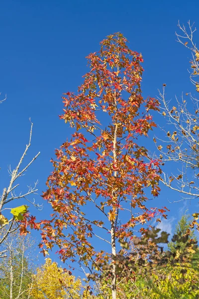 American Sweet gum Tree in the fall in Cumberland Gap National Park in Kentucky