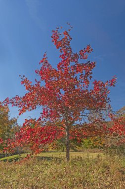 Kuzey Carolina 'daki Pisgah Ulusal Ormanı' nda Mavi Bir Gökyüzüne Karşı Renkli Kırmızı Akçaağaç