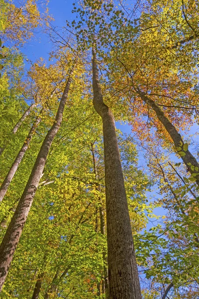 Looking up to Autumn in the Tree Tops — Stock Photo, Image