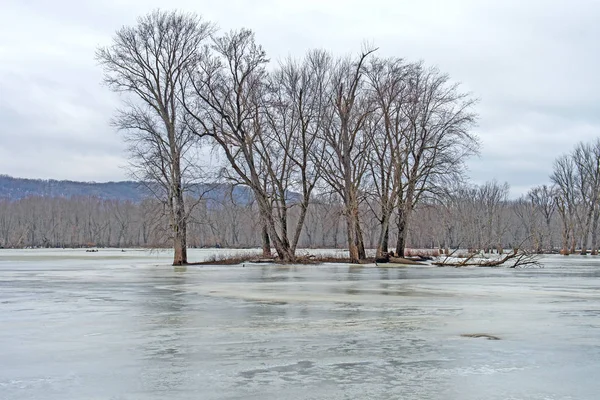 Lonely Island in a Frozen Bayou — Stock Photo, Image