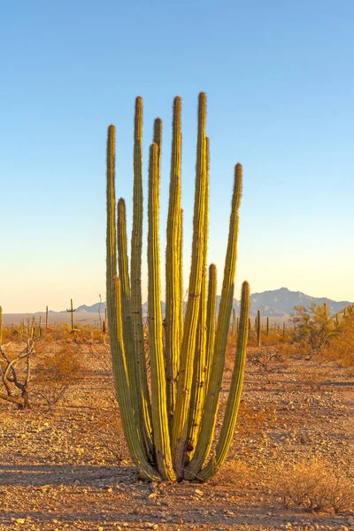 Органний кактус труби в ранковому світлі — стокове фото