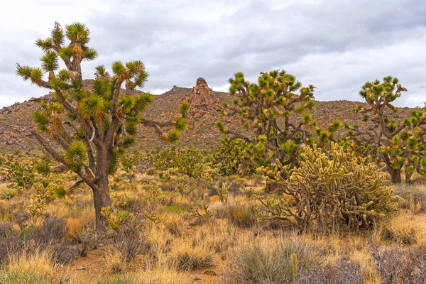 Vegetación de las tierras secas frente a las rocas del desierto —  Fotos de Stock