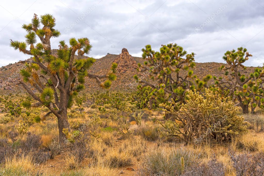 Dryland Vegetation in Front of Desert Rocks